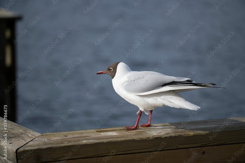 Obraz premium Seagull on the handrail of a jetty at a lake in the spring at a park in the district of Bromma in Stockholm a sunny day.