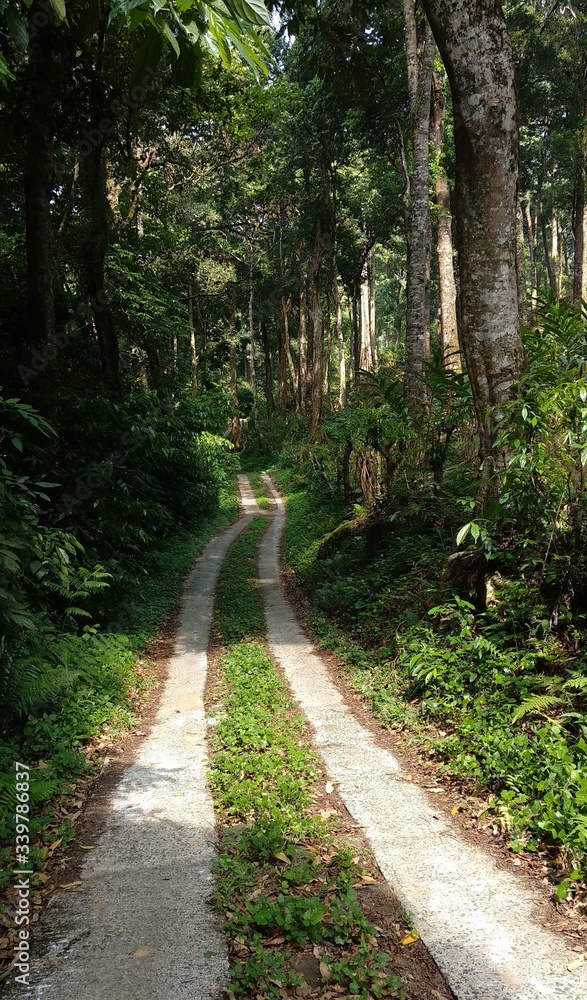 road in the woods