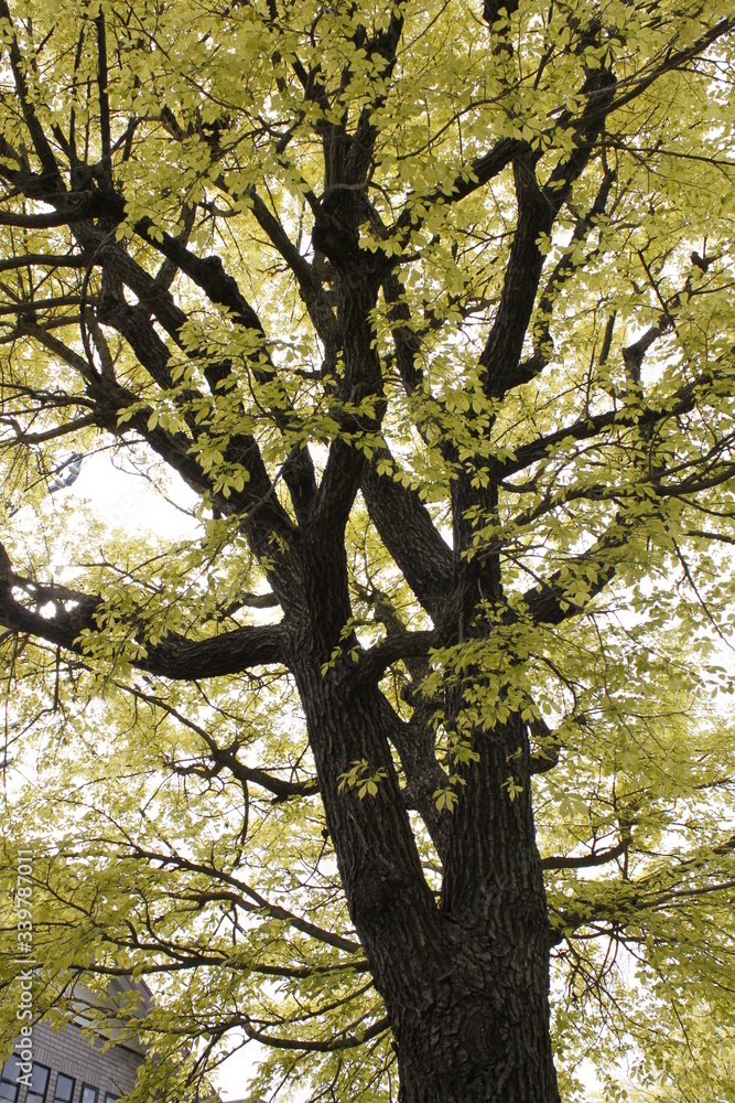 Obraz premium 春の公園の木