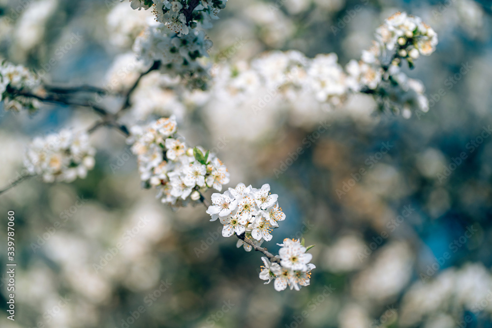 Photo of closeup blossoming tree in forest or park. Beautiful nature background Photo of closeup blossoming tree in forest or park. Beautiful nature background