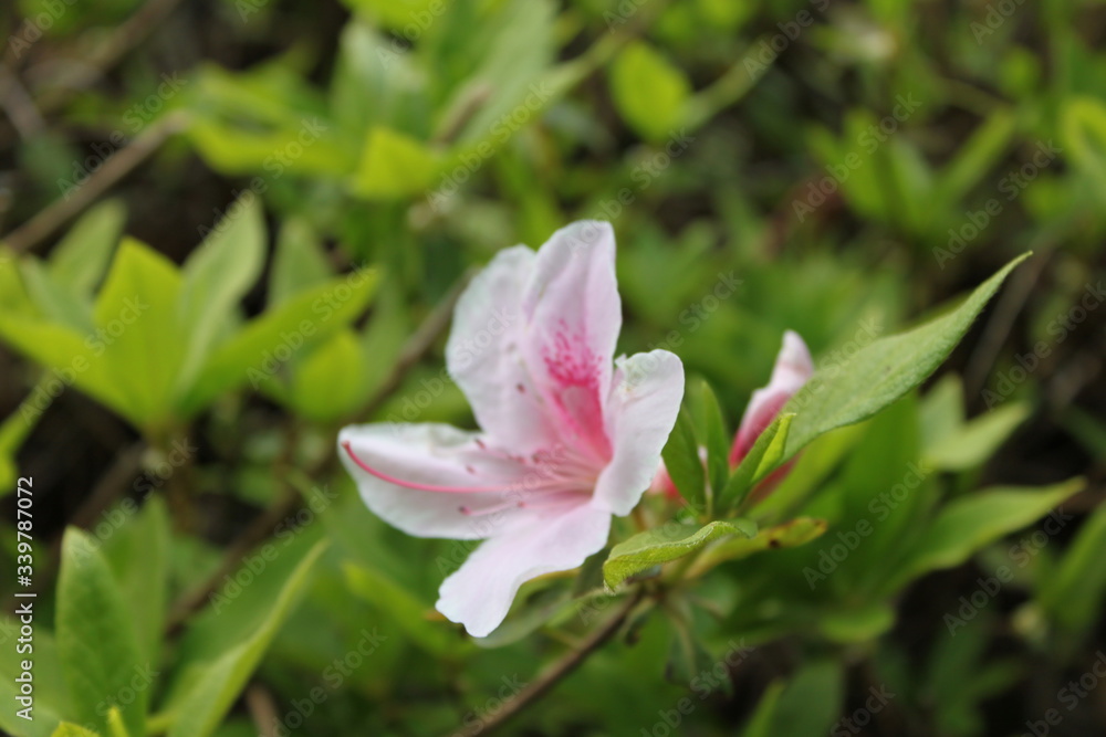 Fototapeta premium ピンクの花