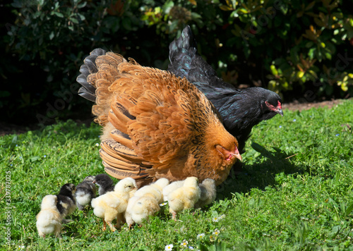 brahma chicken and chicks photo