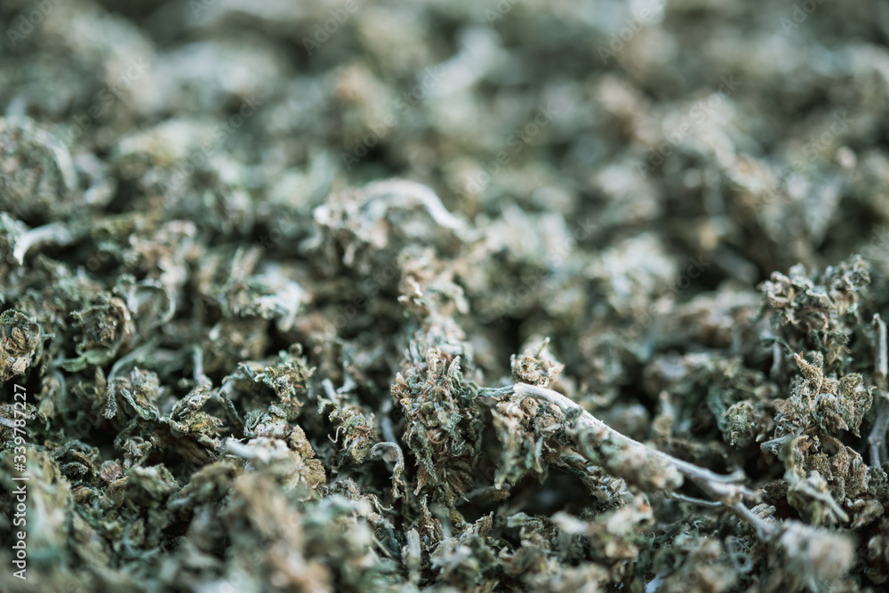 Close Up Marijuana Buds Drying Close Up Marijuana Buds Drying