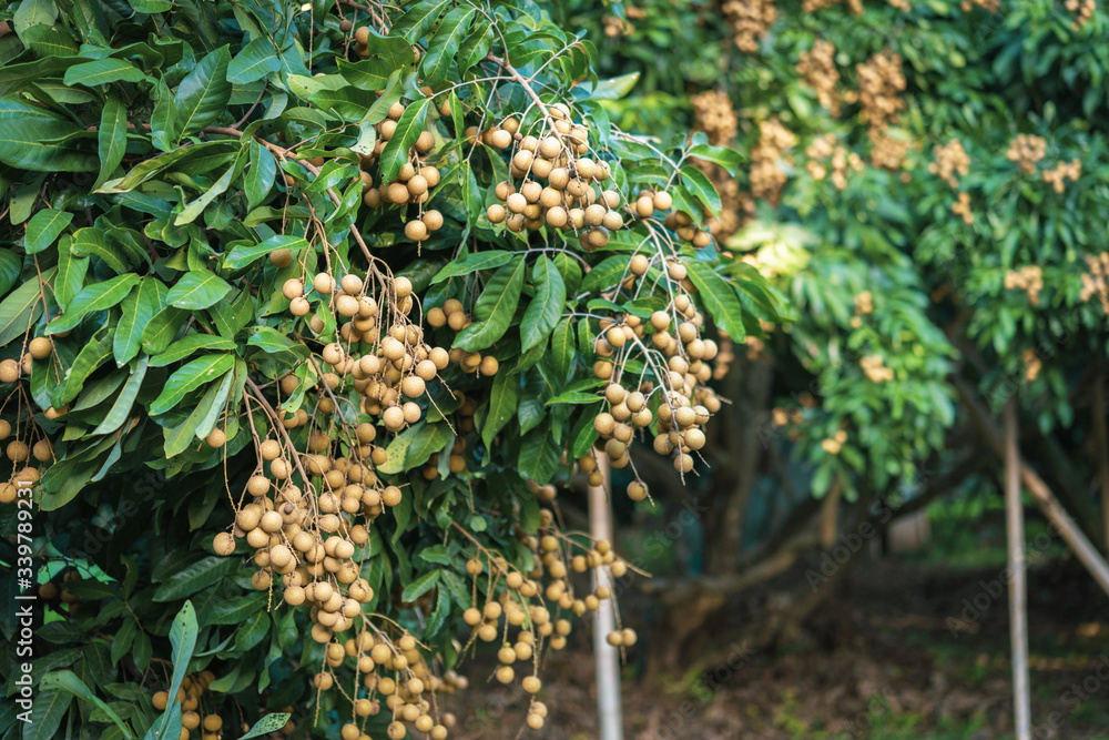 Longan orchards - Tropical fruits young longan in Lamphun, Thailand. Longan orchards - Tropical fruits young longan in Lamphun, Thailand.