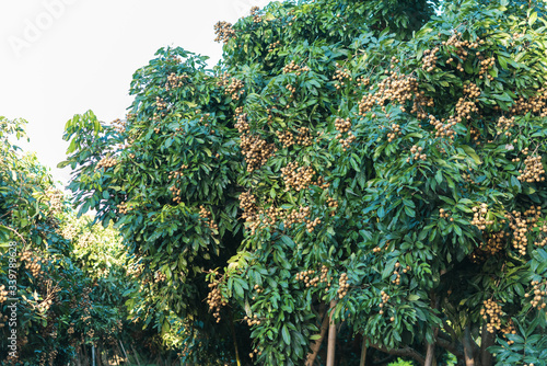 Longan orchards - Tropical fruits young longan in Lamphun, Thailand.