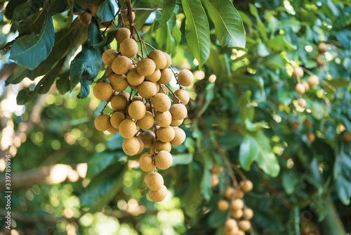Longan orchards - Tropical fruits young longan in Lamphun, Thailand.