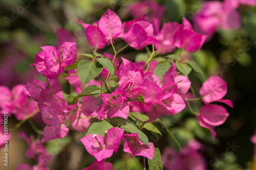 Pink Bougainvillea flower