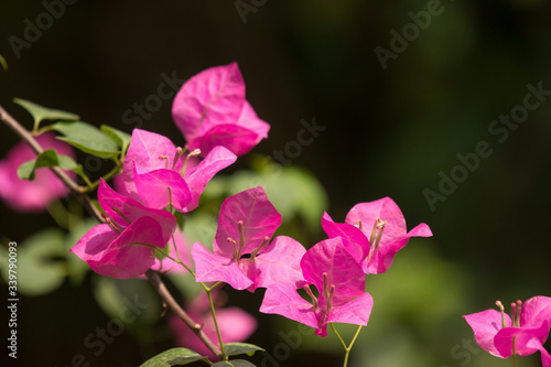 Pink  Bougainvillea flower