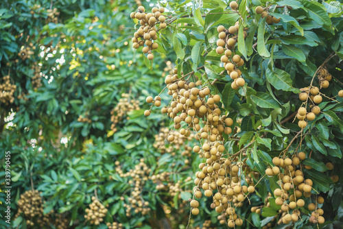 Longan orchards - Tropical fruits young longan in Lamphun  Thailand.