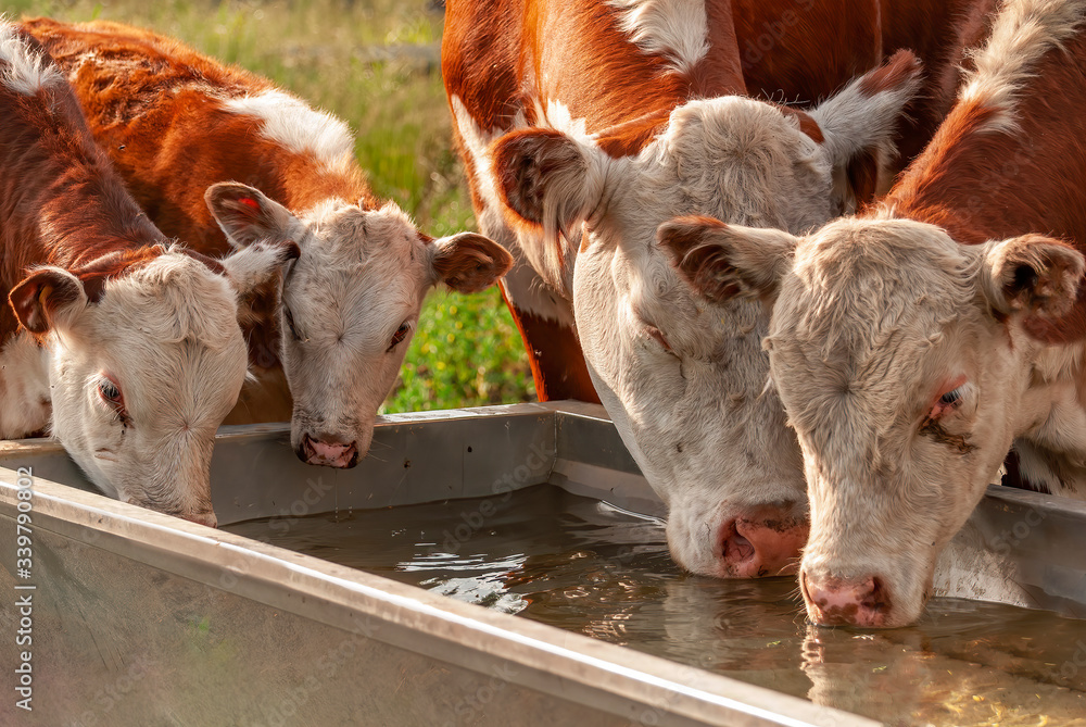 Real photograph of cows drinking water from a drinking rough at summer with nice sunlight photo about drought, sustainable domestic animal husbandry, and farming Real photograph of cows drinking water from a drinking rough at summer with nice sunlight photo about drought, sustainable domestic animal husbandry, and farming