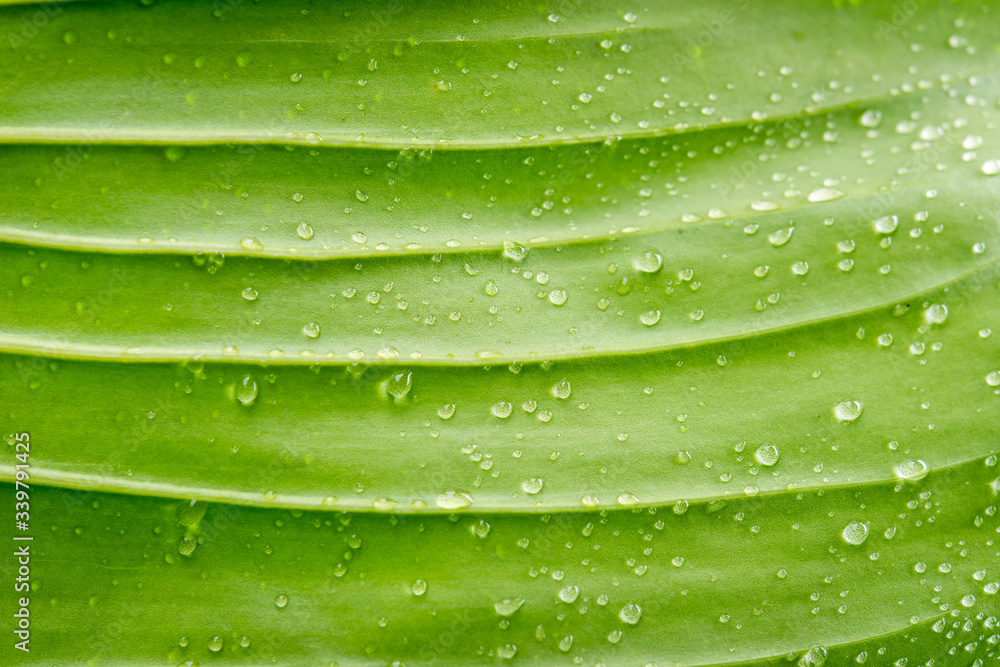 Close up detail of green leaf with water drops. Beautiful leaf texture in nature. Natural background Close up detail of green leaf with water drops. Beautiful leaf texture in nature. Natural background