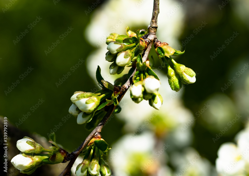 Kirschbaumknospen