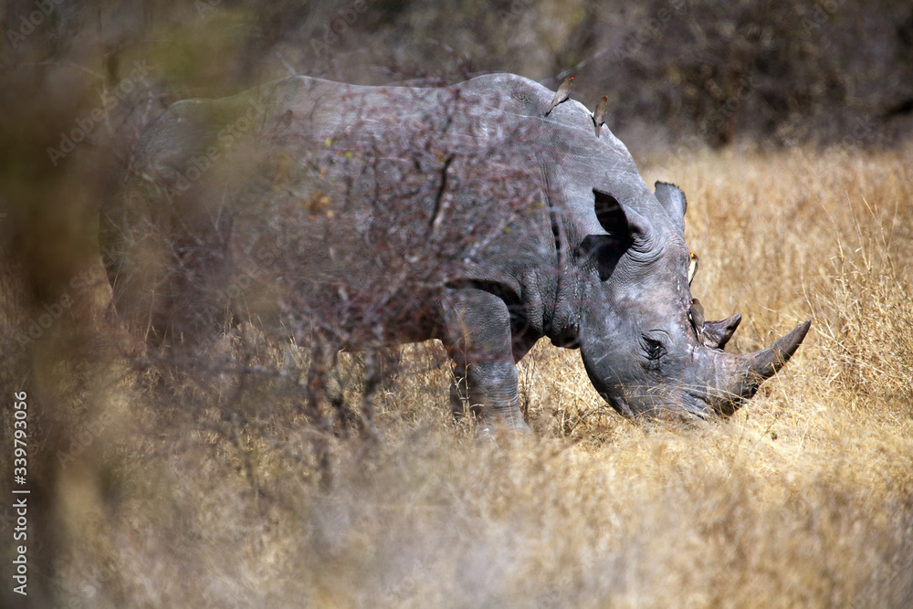 The white rhinoceros or square-lipped rhinoceros (Ceratotherium simum) partially hidden in the bushes savanna. Large rhino with oxpeckers on the body. The white rhinoceros or square-lipped rhinoceros (Ceratotherium simum) partially hidden in the bushes savanna. Large rhino with oxpeckers on the body.
