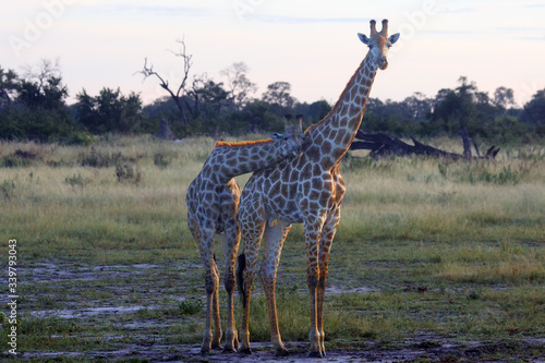 Angolan giraffe  Giraffa camelopardalis angolensis   also known as the Namibian giraffe  a pair of giraffes in the early morning on the delta plain.Couple of giraffes in love position.