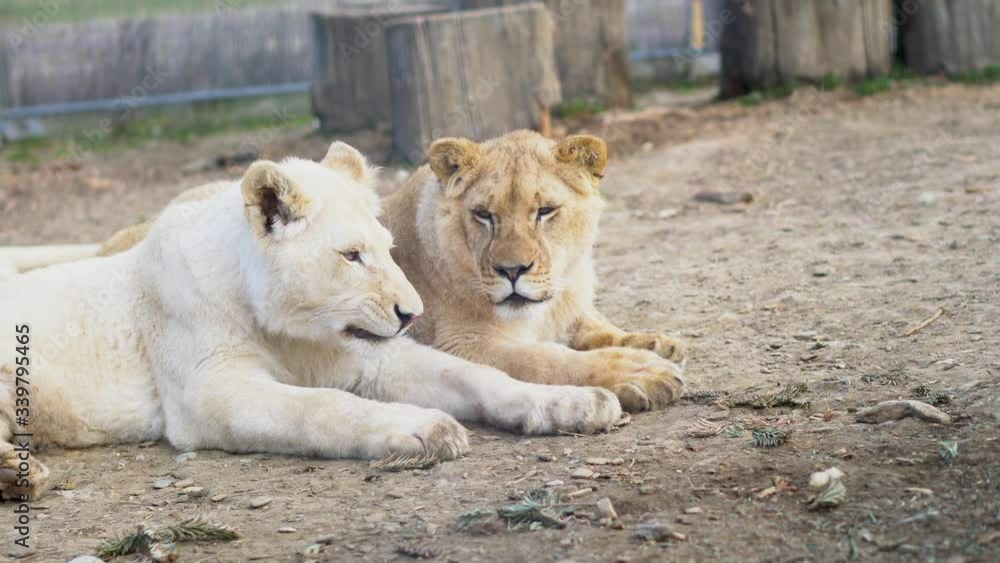 Wonderful two young lions siblings lying on the sun at the zoo and wondering what to eat for lunch - detail close up - 4k Wonderful two young lions siblings lying on the sun at the zoo and wondering what to eat for lunch - detail close up - 4k