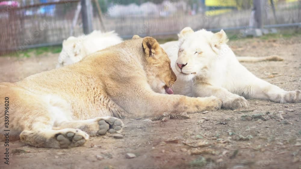 Family of lions in the zoo lie in the sun - 4k Family of lions in the zoo lie in the sun - 4k