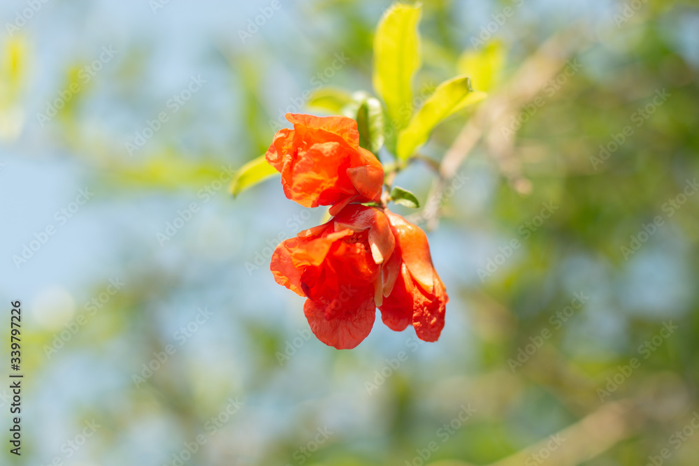 Orange flowers of pomegranate Orange flowers of pomegranate