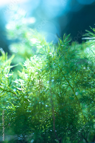 Close up Asparagus fern rim light and blue bokeh background.