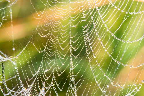 Detailed macro close up of a nature background