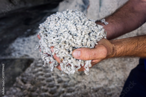 Farmers hands holding cotton seed