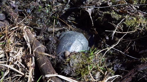 Spotted A Black Pond Turtle Starting To Dig On The Mud  Beside The Mazury Lake, Poland.-  closeup shot photo