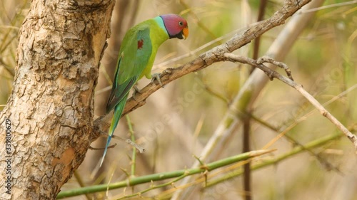 A plum headed parakeet male bird sits on a branch panting during the summer month due to the high heat in a Indian Forest during may photo