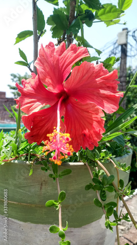 China rose on the pot.