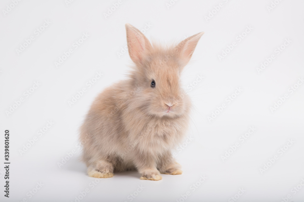 The picture of a cute small brown rabbit on a white background