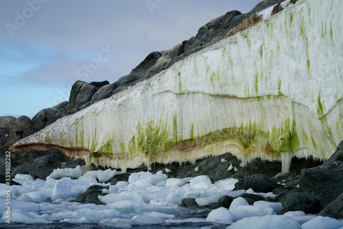 Fotografia Algae on Ice