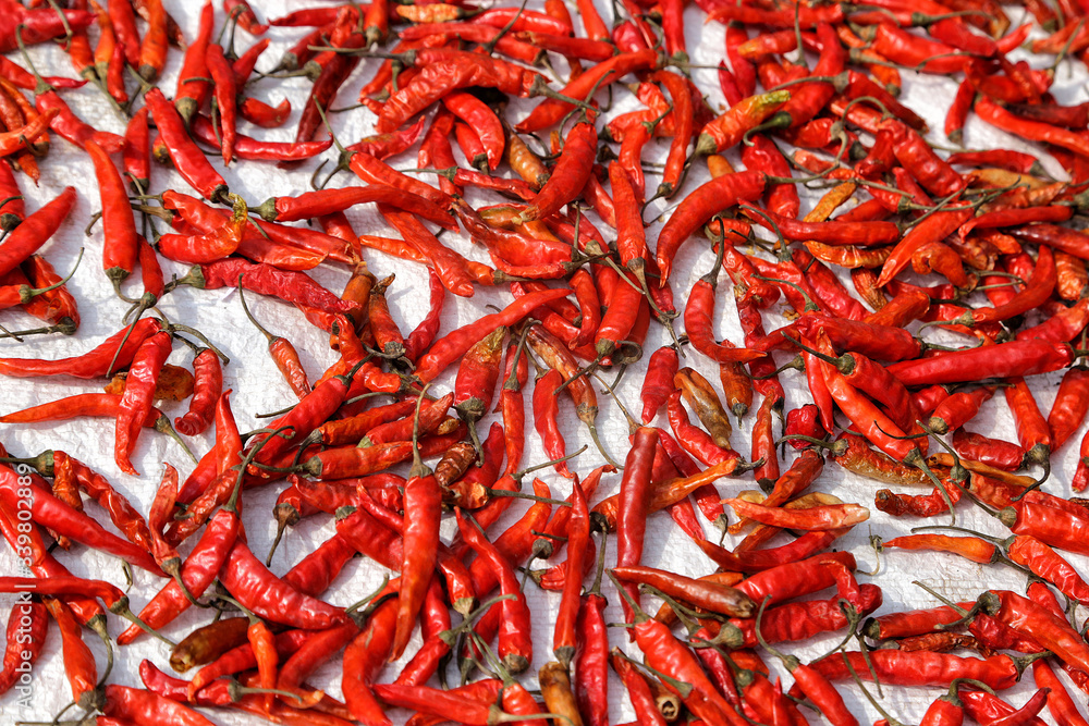 Fototapeta premium Red chili pepper close up