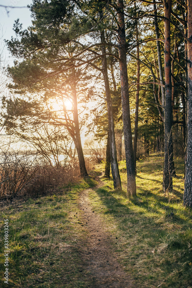 Obraz premium Evening view of the lake through forest trees - the rays of the setting sun - evening fishing