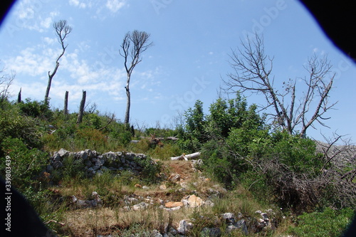 landscape with trees