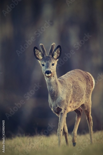 Beautiful young roebuck standing on the meadow. Capreolus capreolus