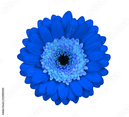 Gerbera flower isolated on white, blue