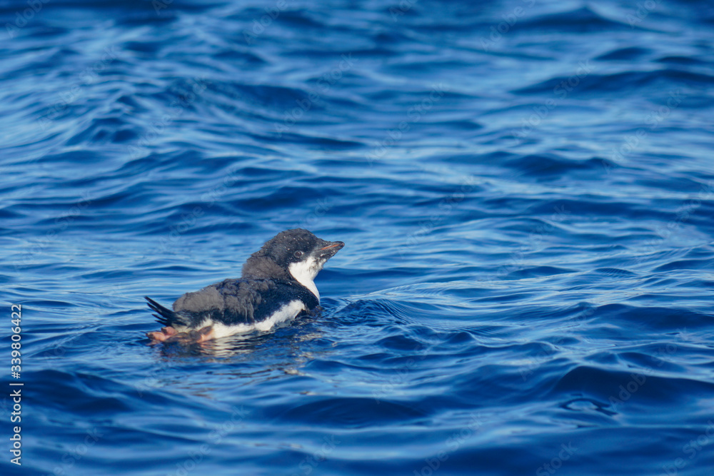 Fototapeta premium Penguin Swimming in Blue Water