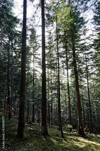 Arbres de la forêt à Villard De Lans © Boris V. 