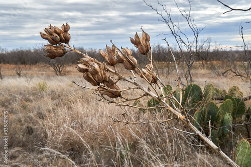 Dry brown Yucca Plant blooms against winter desert landscape. Texas photo