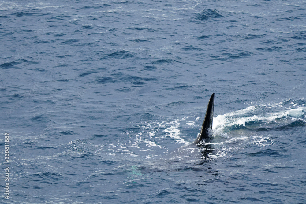 Obraz premium Sharp Orca Whale Fin in the Wild