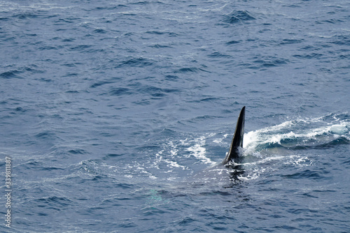 Sharp Orca Whale Fin in the Wild