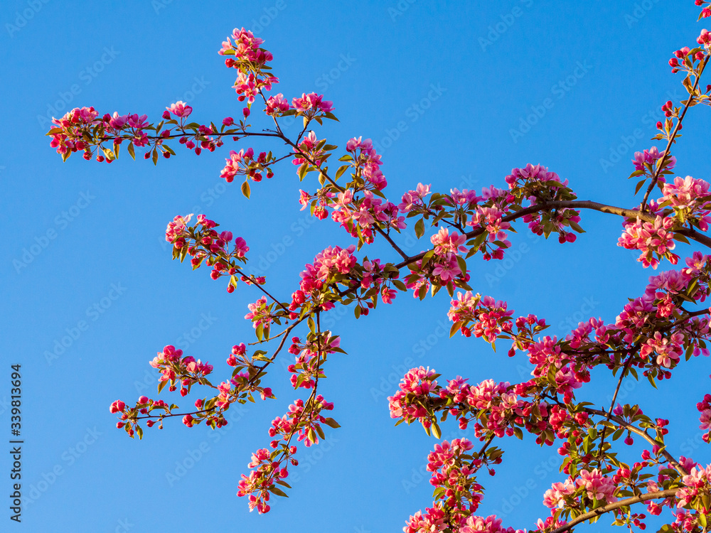 Branches of apple blossoming, pink flowers. Apple blossom panorama wallpaper background. Spring flowering garden fruit tree Branches of apple blossoming, pink flowers. Apple blossom panorama wallpaper background. Spring flowering garden fruit tree