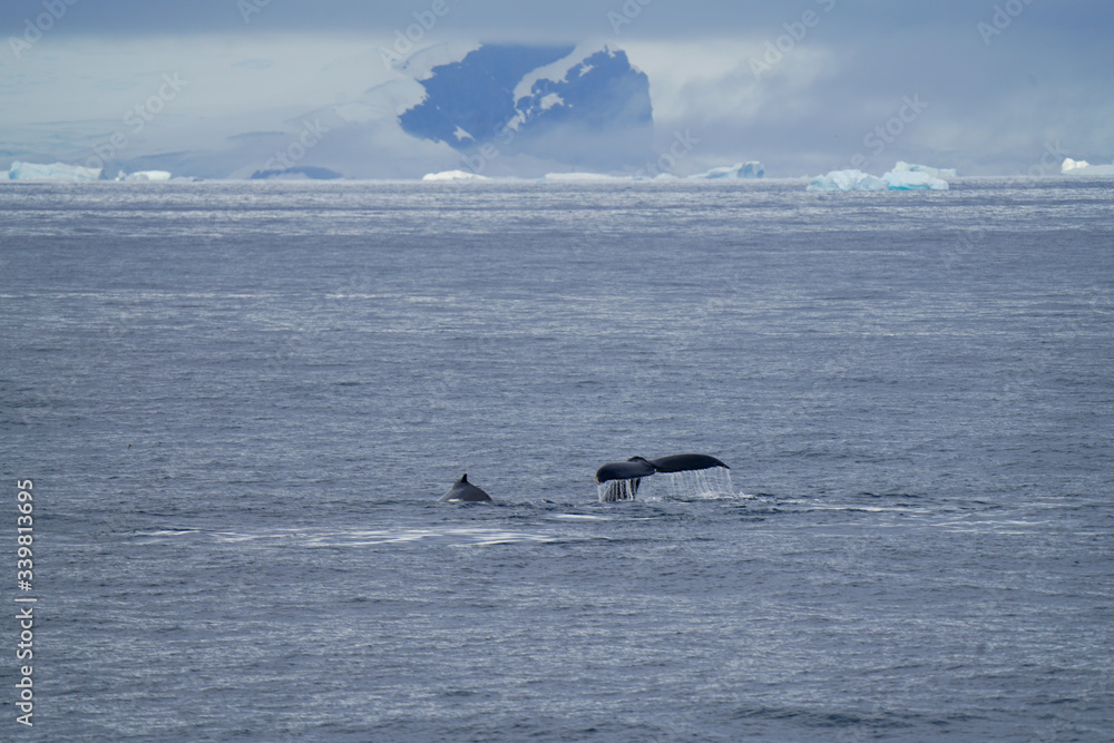 Fototapeta premium Whales with Iceberg in Background