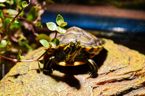 Water Turtle takes a sun bath