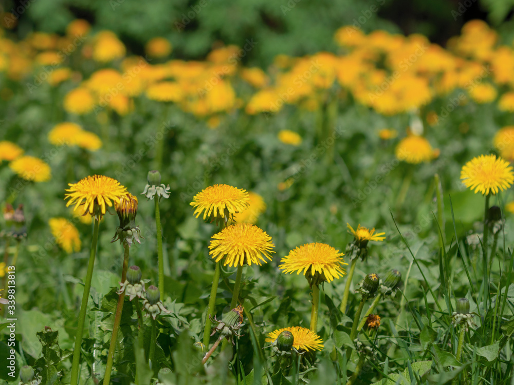 Yellow dandelion flowers with leaves in green grass, spring photo