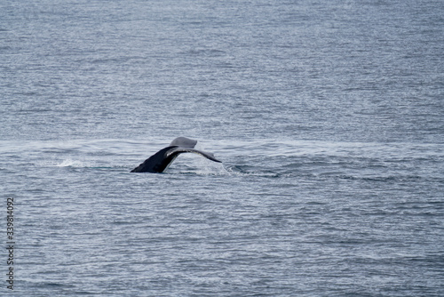 Tail of Whale in View