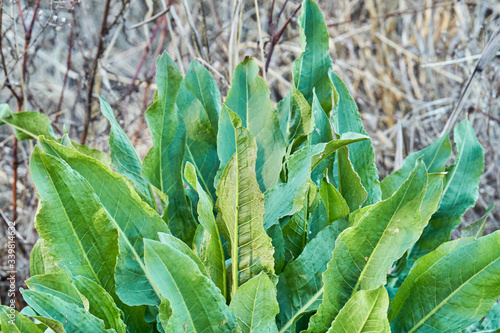 Young Curled Dock (Rumex crispus) plant growning in Texas