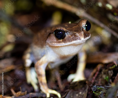 Lowland Large-eyed Litter Frog (Leptobranchium abbotti) photo