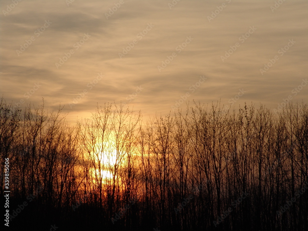 sunset in the field