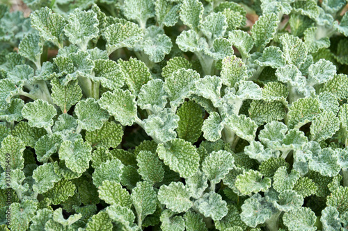 Close-up Macro of Horehound plant growing in Texas. Green background pattern