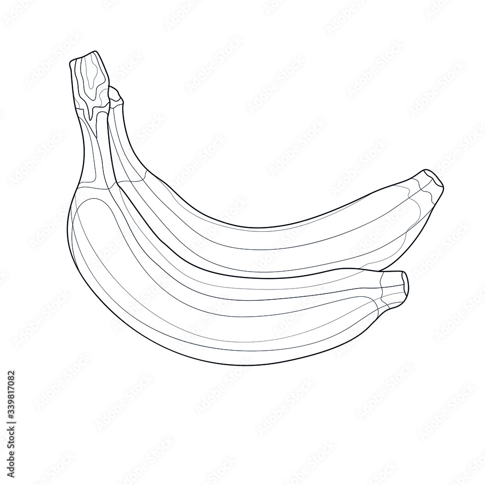 Hand drawn sketch of banana in color isolated Vector Image