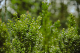 Bujny zielony krzak bukszpanu 